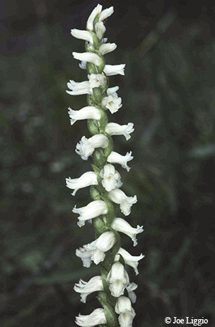 orchid